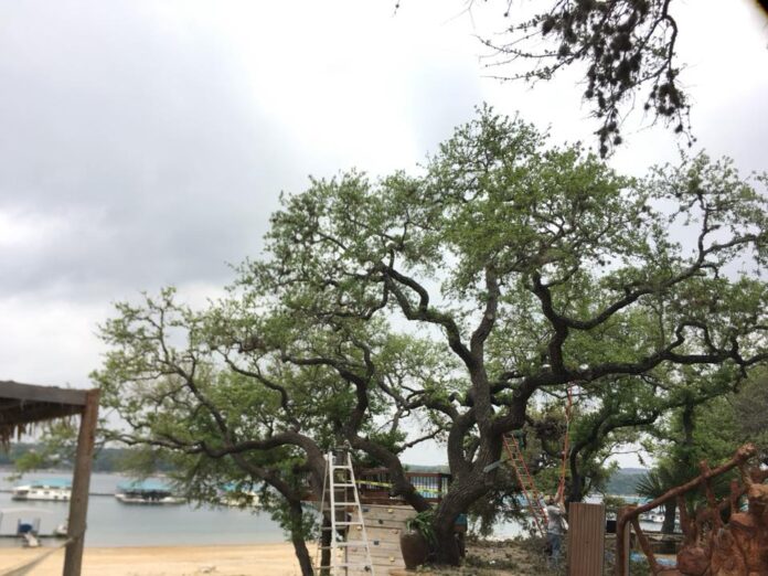 tree trimming Austin TX