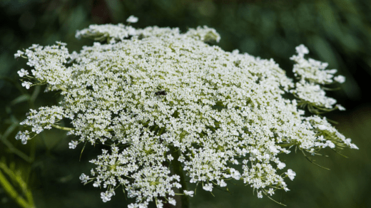 How to make queen anne's lace tincture