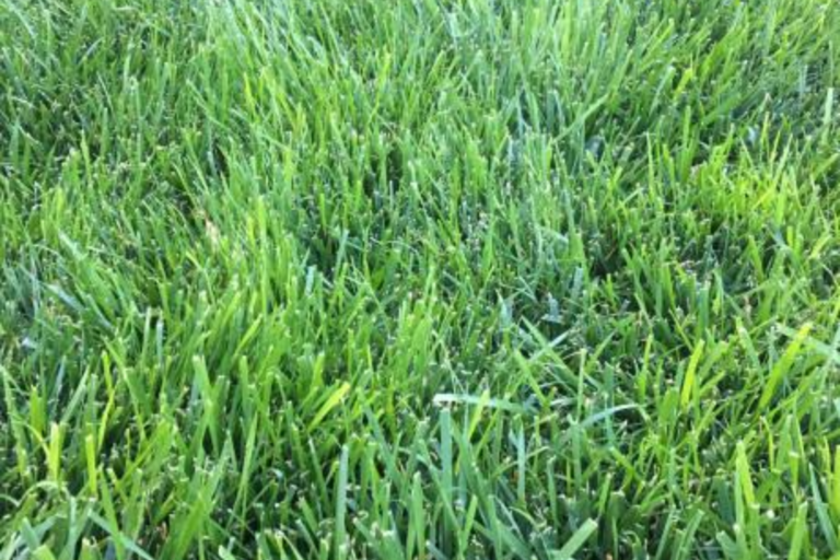 Why a Healthy Lawn Changes the Feel of a Home More Than People Expect